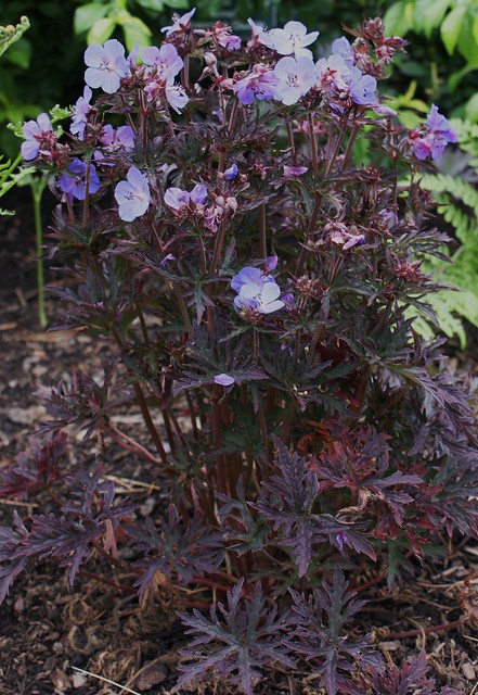 Geranium pratense Midnight Reiter- декоративен здравец с тъмни листа (1608)